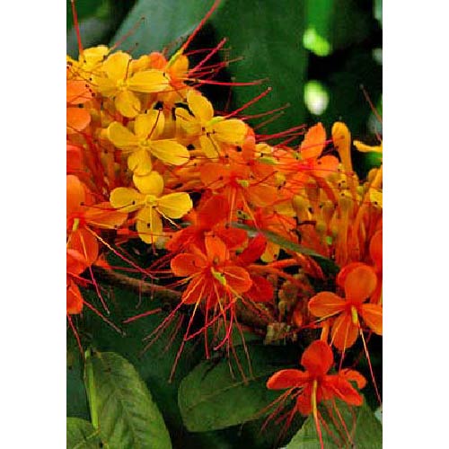 Ayush Herbs Ashoka Capsules - Female Health Support