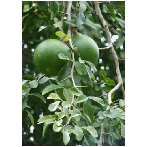 Ayush Herbs Bilwa Capsules - Diarrhoea & Dysentery Support