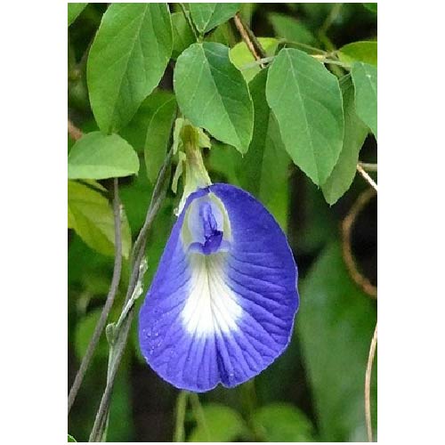 Ayush Herbs Shankhpushpi Capsules -memory Support