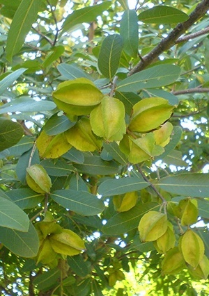 Ayush Herbs Arjuna Capsules - Cardiac Support