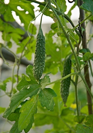 Ayush Herbs Karela Capsules Diabetes Support