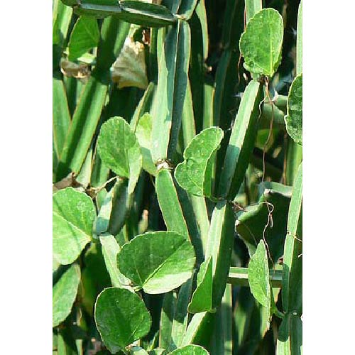 Ayush Herbs Hadjora Capsule - Musculo Skeletal Support