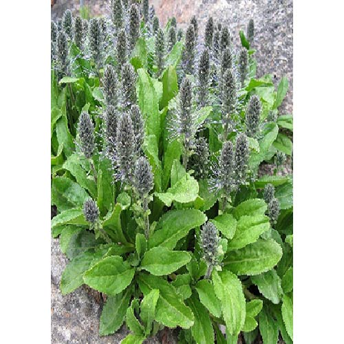 Ayush Herbs Kutki Capsules