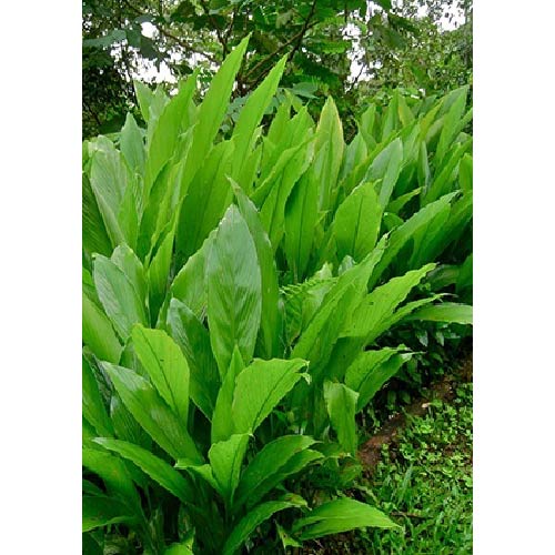 Ayush Herbs Haldi Immunity Enhancer