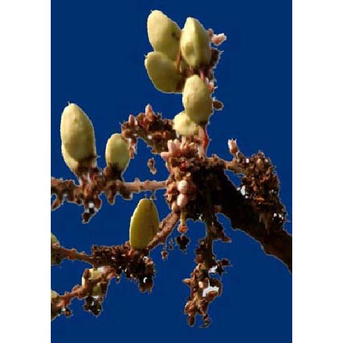 Ayush Herbs Achgesic (shallaki) Capsules - Joints Pain And Inflammation