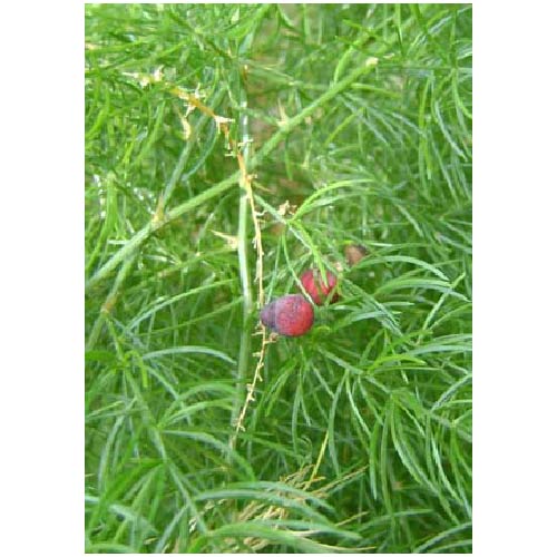 Ayush Herbs Femtone (shatavar) Capsules - Female Health Supplement