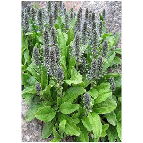 Ayush Herbs Neera Brahmi - Memory Support