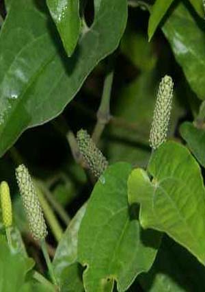 Ayush Herbs Gi Forte (pippali) Capsules - Intestinal Support