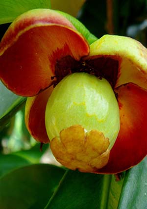 Ayush Herbs A-oxy (amla) Capsules - Natural Anti Oxidant