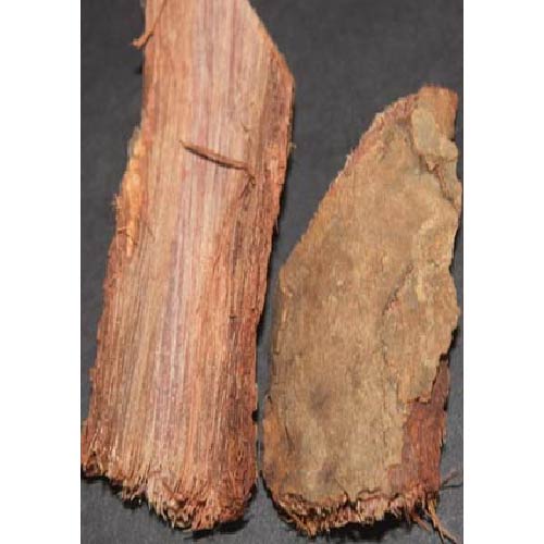 Ayush Herbs Ashoka Capsules - Female Health Support