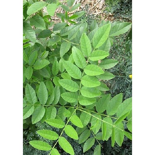 Ayush Herbs Mulathi Capsules