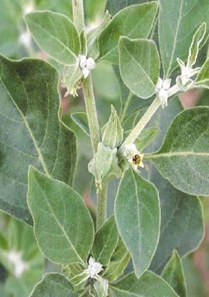 Ayush Herbs Ayush Ashwagandha Ds Capsules