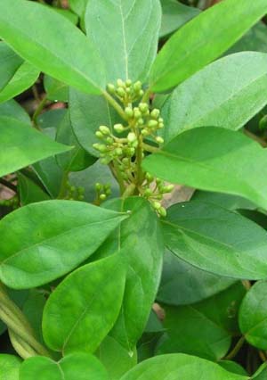 Ayush Herbs Gurmar (capsule) - Diabetes Support