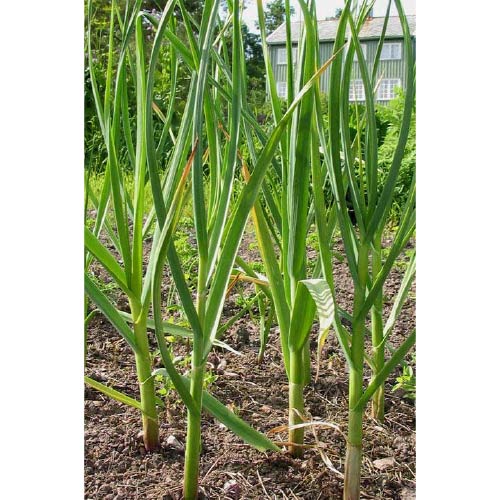 Ayush Herbs Lipo (lasun) Capsules - Herbal Cholesterol Remedy